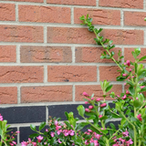MBH 65mm Blockley Wrekin Berkshire Red Facing Brick Pack of 400